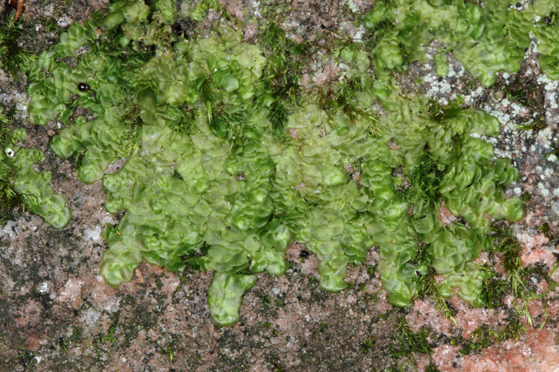 Radula complanata